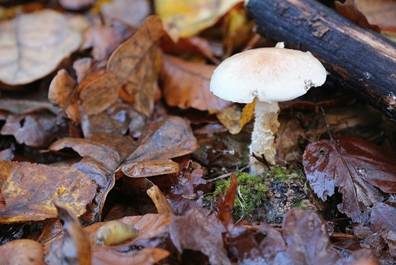 Tonweißer Schüppling, Foto 3