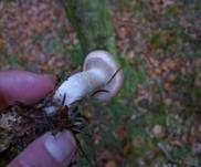 Tonweißer Schüppling, Foto 18