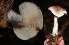 Tonweißer Schüppling, Foto 20