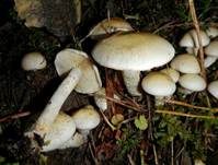 Tonweißer Schüppling, Foto 21
