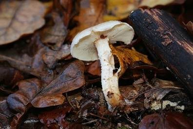 Tonweißer Schüppling, Foto 4
