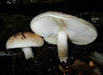 Tonweißer Schüppling, Foto 22