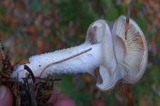 Tonweißer Schüppling, Foto 23