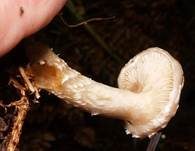 Tonweißer Schüppling, Foto 24