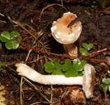 Tonweißer Schüppling, Foto 25