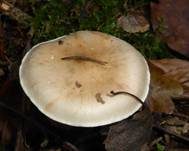 Tonweißer Schüppling, Foto 26