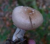 Tonweißer Schüppling, Foto 27