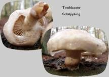 Tonweißer Schüppling, Foto 28