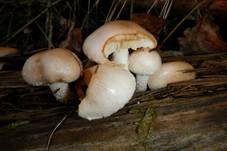 Tonweißer Schüppling, Foto 29