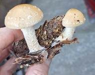 Tonweißer Schüppling, Foto 30