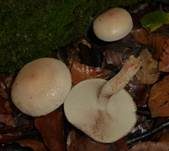 Tonweißer Schüppling, Foto 31