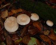 Tonweißer Schüppling, Foto 33