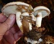 Tonweißer Schüppling, Foto 34