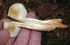 Tonweißer Schüppling, Foto 35