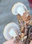 Tonweißer Schüppling, Foto 38