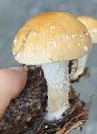 Tonweißer Schüppling, Foto 39