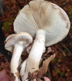 Tonweißer Schüppling, Foto 6