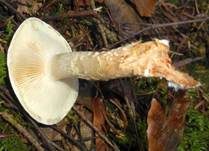 Tonweißer Schüppling, Foto 7