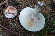 Tonweißer Schüppling, Foto 8