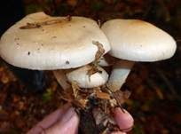 Tonweißer Schüppling, Foto 9