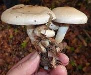 Tonweißer Schüppling, Foto 11