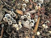 Topfteuerling, Foto 12