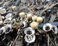 Topfteuerling, Foto 7