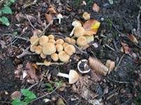 Tränender Saumpilz, Foto 13