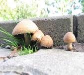 Tränender Saumpilz, Foto 14