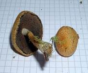 Tränender Saumpilz, Foto 15