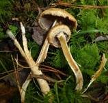 Tränender Saumpilz, Foto 19