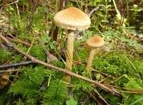 Tränender Saumpilz, Foto 20