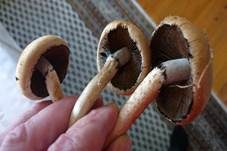 Tränender Saumpilz, Foto 23