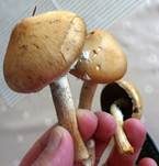 Tränender Saumpilz, Foto 24