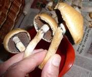 Tränender Saumpilz, Foto 28
