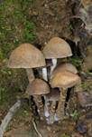 Tränender Saumpilz, Foto 37