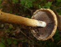 Tränender Saumpilz, Foto 42
