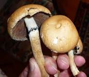 Tränender Saumpilz, Foto 49