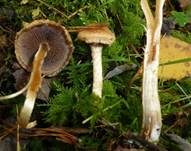 Tränender Saumpilz, Foto 50
