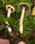 Tränender Saumpilz, Foto 52