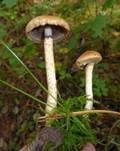 Tränender Saumpilz, Foto 54