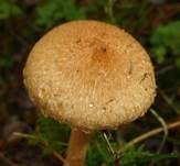 Tränender Saumpilz, Foto 55