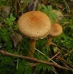 Tränender Saumpilz, Foto 56
