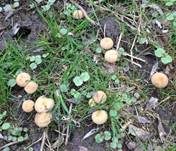 Tränender Saumpilz, Foto 57