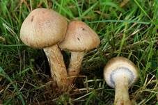Tränender Saumpilz, Foto 10