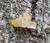 Transparenter Zitterling, Foto 4