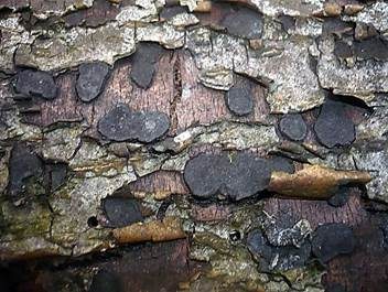 Traubenkirschen Rindenkugelpilz, Foto 3