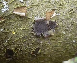 Traubenkirschen Rindenkugelpilz, Foto 5