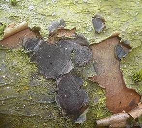 Traubenkirschen Rindenkugelpilz, Foto 6