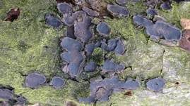 Traubenkirschen Rindenkugelpilz, Foto 7